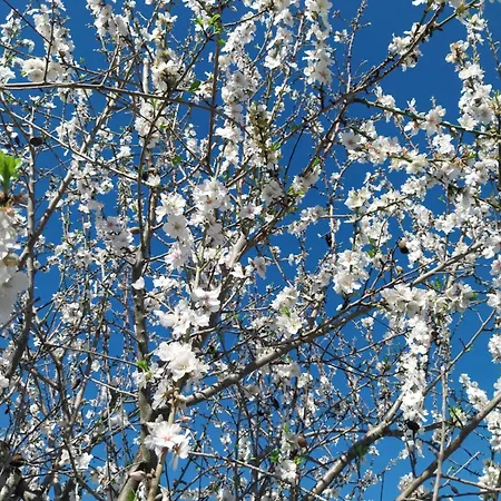 Casa Oliveiras Avec Terrasse Et Piscine *